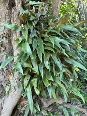 Pyrrosia lingua