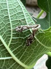 Lineodes integra