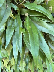 Pyrrosia lingua