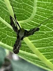 Lineodes integra