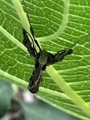 Lineodes integra