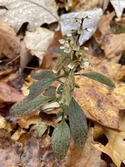 Scutellaria integrifolia