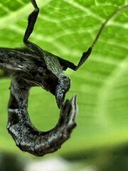 Lineodes integra