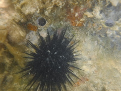 Echinometra lucunter
