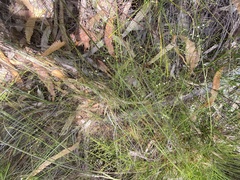 Platysace linearifolia