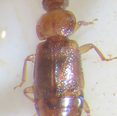 Omaliinae