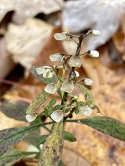 Scutellaria integrifolia