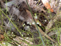 Platysace linearifolia