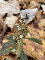 Scutellaria integrifolia