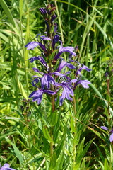 Lobelia sessilifolia