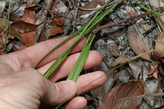 Panicum