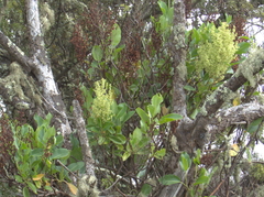 Rumex giganteus