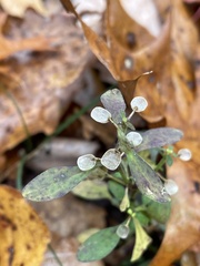 Scutellaria integrifolia