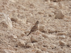 Calandrella brachydactyla