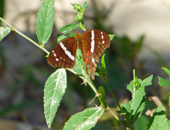 Anartia fatima colima