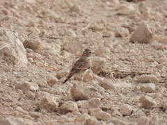Calandrella brachydactyla