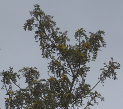 Sophora chrysophylla