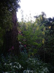 Laburnum anagyroides