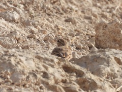Calandrella brachydactyla