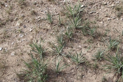 Yucca arkansana