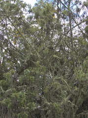 Sophora chrysophylla