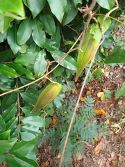 Gonolobus suberosus