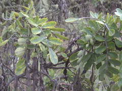 Sophora chrysophylla
