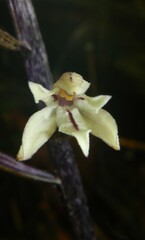 Aphyllorchis
