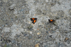 Sangalopsis microleuca