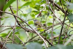 Oncostoma cinereigulare