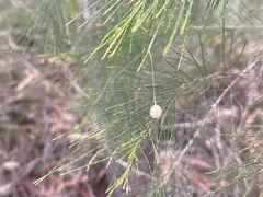 Tamopsis