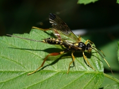 Spilopteron occiputale
