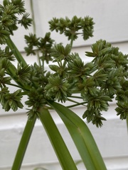 Cyperus virens
