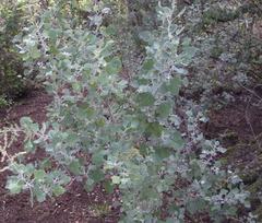Chenopodium oahuense