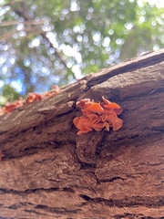 Favolaschia