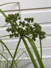 Cyperus virens