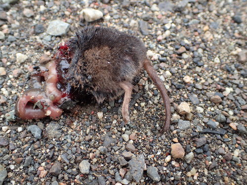 Sorex arcticus