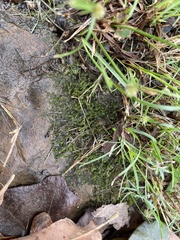 Rhynchostegium riparioides