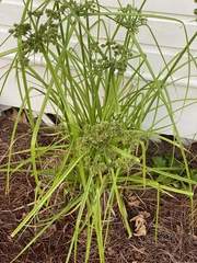 Cyperus virens