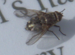 Pollenia rudis