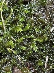 Rhynchostegium riparioides