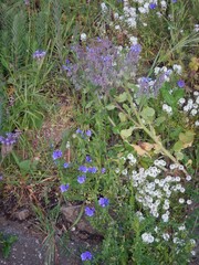 Phacelia tanacetifolia