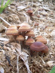 Panaeolus subbalteatus
