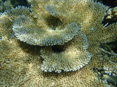 Acropora tenuis