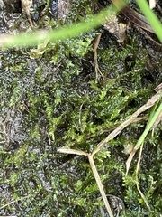 Rhynchostegium riparioides
