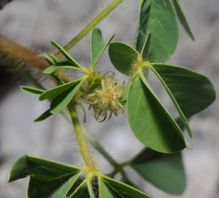 Crotalaria incana
