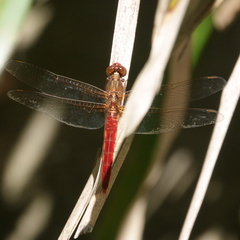Rhodothemis lieftincki