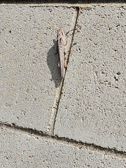 Schistocerca nitens