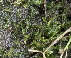 Rhynchostegium riparioides