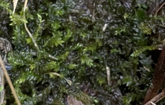 Rhynchostegium riparioides